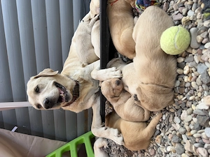 Labrador Welpen mit Ahnentafel in champagner und foxred 