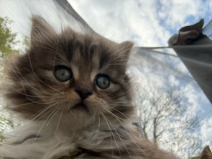Babykatze BLH 