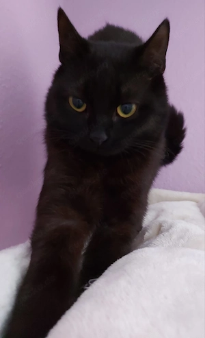 schwarzer kastrierte Kater