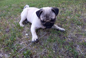 Ein kleiner Mops sucht dringend ein liebevolles Zuhause