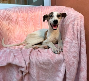 Merle - hübsches Mädchen sucht dich!