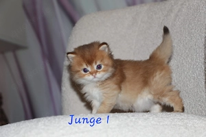 Reinrassige BLH-Kitten mit Stammbaum