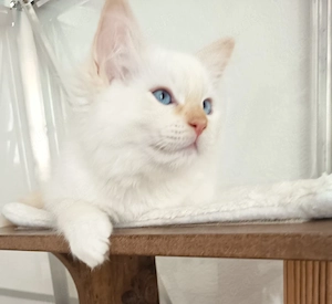 Kitten Ragdoll Reinrassige mit Stammbaum 