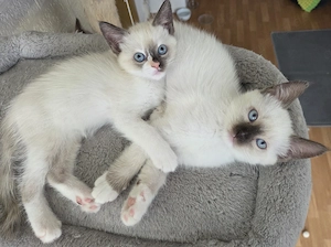 Snowshoe Ragdoll Mix