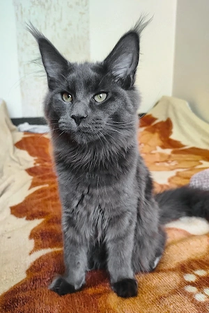 Prachtvoller Maine-Coon-Mix-Kater (6 Monate alt) | Kinderlieb und bestens sozialisiert!     