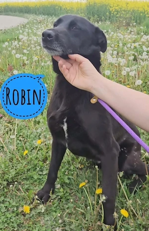 Robin, hübscher und lieber Labrador Mischling sucht dringend ein Zuhause, will endlich raus aus TH