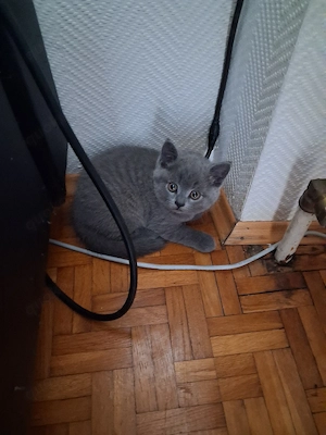 katzen baby