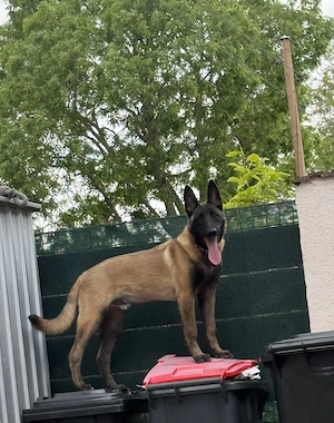 Belgischer Malinois Welpe - Ares 6 Monate alt 