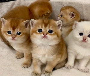 Bkh Kitten (golden ,point)