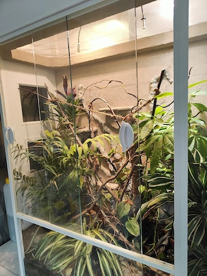 Terrarium Chamäleon  Bild 3