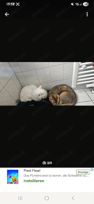 kätzin nala(3) und kätzin Bella (4)