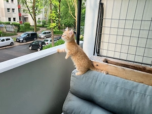 BKH Kitten Junge (12 Wochen alt) sucht liebevolle Familie Bild 2