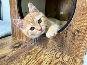 BKH Kitten Junge (12 Wochen alt) sucht liebevolle Familie
