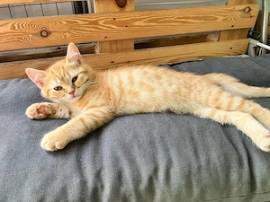 BKH Kitten Junge (12 Wochen alt) sucht liebevolle Familie Bild 3