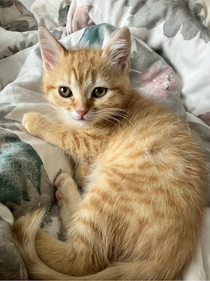BKH Kitten Junge (12 Wochen alt) sucht liebevolle Familie Bild 4