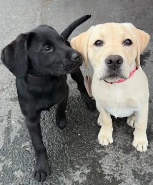 Extra süße Labrador-Retriever-Welpen zu verkaufen