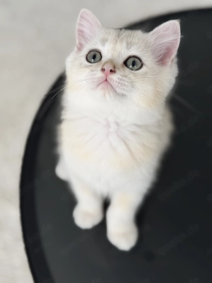BKH Kitten Junge   liebevoll aufgezogen, sucht ein neues Zuhause 