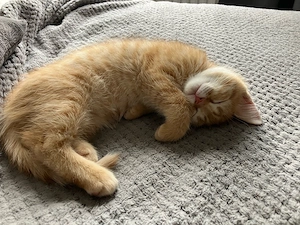 BKH Kitten Junge (12 Wochen alt) sucht liebevolle Familie Bild 5