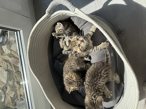    Süße BKH-Mix Kitten abzugeben   
