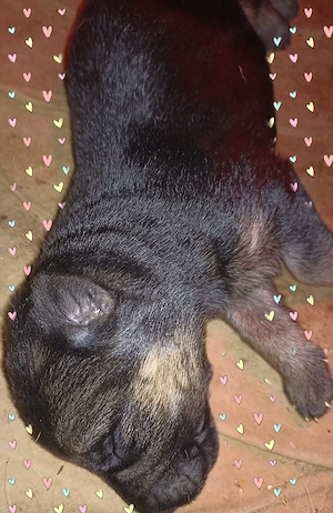 Schäferhundwelpen  Bild 2