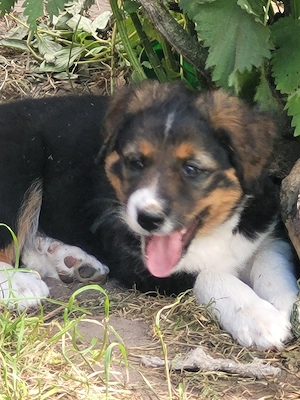 Berner Sennen x Border Collie Welpen 