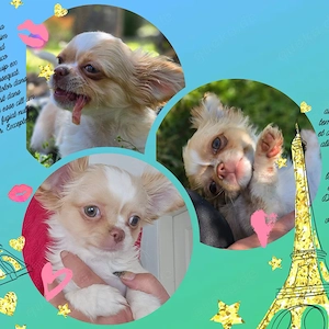 Chihuahua Welpe