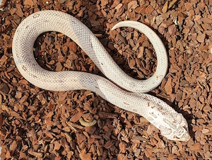 Heterodon nasicus Männchen Moonstone Conda und Frosted SASC striped  
