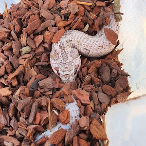 Heterodon nasicus Männchen Moonstone Conda und Frosted SASC striped   Bild 3