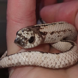 Heterodon nasicus Männchen Moonstone Conda und Frosted SASC striped   Bild 4