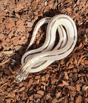 Heterodon nasicus Männchen Moonstone Conda und Frosted SASC striped   Bild 2