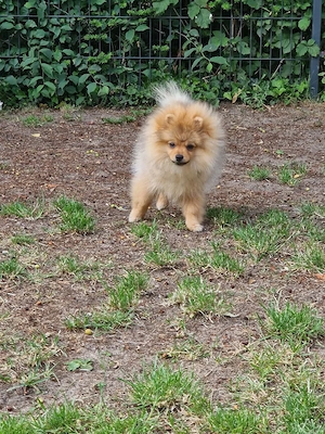  Zuckersüßes Pomeranian (Zwergspitz) Welpenmädchen "Masha" sucht ein liebevolles Zuhause!