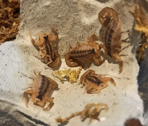 Centruroides vittatus aus Nachzucht