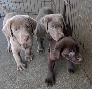 Extra süße Labrador-Retriever-Welpen zu verkaufen