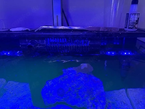 RedSea XL 200 Meerwasser Aquarium