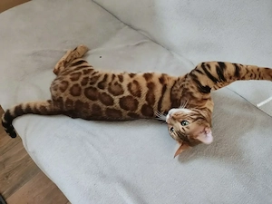 Wunderschöner Bengal Kater mit Stammbaum . Bild 8
