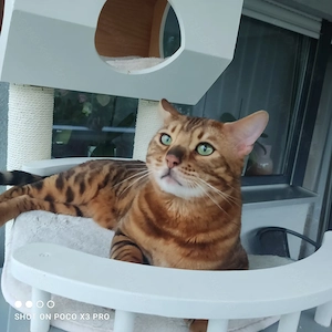 Wunderschöner Bengal Kater mit Stammbaum . Bild 2