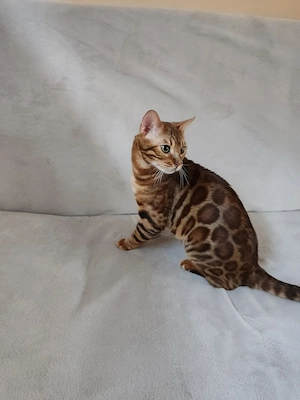 Wunderschöner Bengal Kater mit Stammbaum . Bild 7
