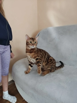 Wunderschöner Bengal Kater mit Stammbaum . Bild 10