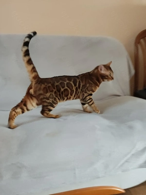 Wunderschöner Bengal Kater mit Stammbaum . Bild 9