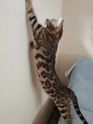 Wunderschöner Bengal Kater mit Stammbaum . Bild 6