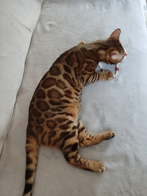 Wunderschöner Bengal Kater mit Stammbaum . Bild 5