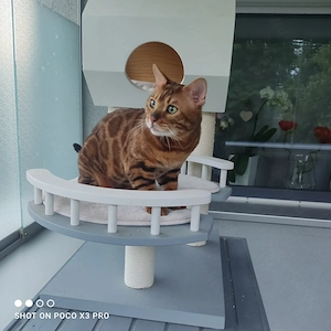 Wunderschöner Bengal Kater mit Stammbaum . Bild 3