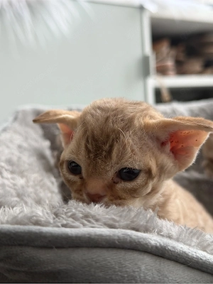  Devon Rex Kitten in seltenen Farben    Bild 3