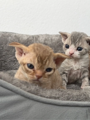  Devon Rex Kitten in seltenen Farben    Bild 4