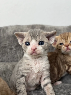  Devon Rex Kitten in seltenen Farben   