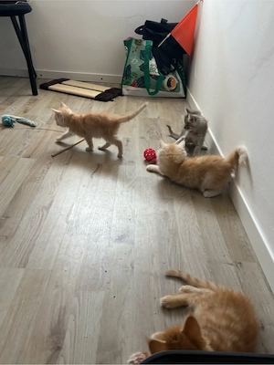 reinrassige gesunde Maine Coon Kitten  Bild 5