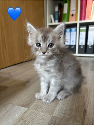 reinrassige gesunde Maine Coon Kitten  Bild 2