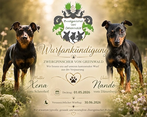 Zwergpinscher-Welpen vom Züchter - Wurfankündigung für Ende Juni