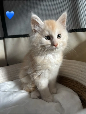 reinrassige gesunde Maine Coon Kitten 