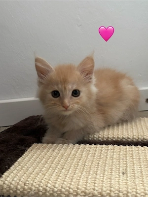 reinrassige gesunde Maine Coon Kitten  Bild 3